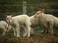 Un troupeau de 130 agneaux volés en Isère