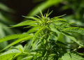 Cannabis : La dépénalisation relancée par un grand pneumologue