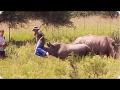 Un rhinocéros attaque un touriste
