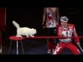 Numéro de cirque : Les chats russes