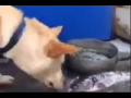 Ce chien essaye de sauver des poissons