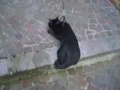 Le chat le plus fainéant de France